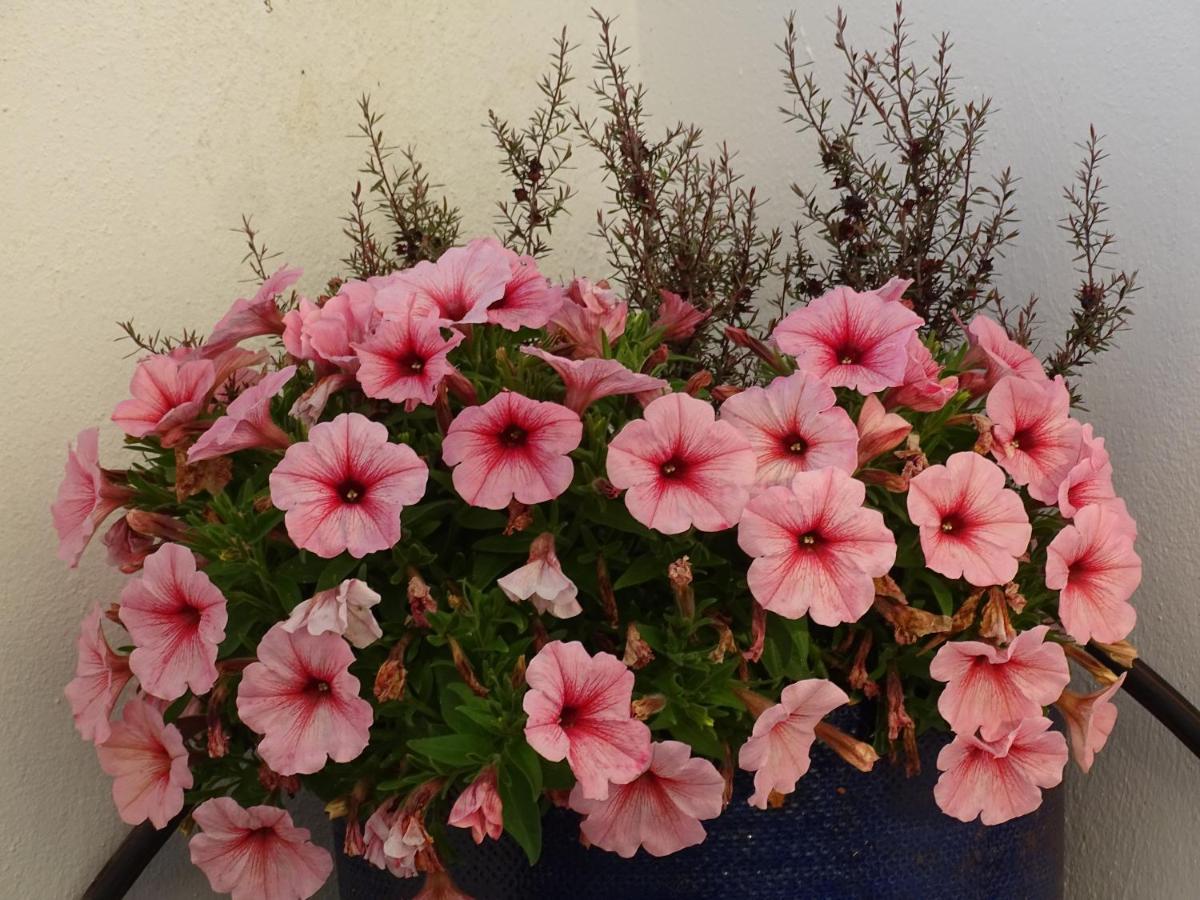 Casa Dos 2 Patios By Stay In Alentejo Vila Nova de Milfontes Dış mekan fotoğraf